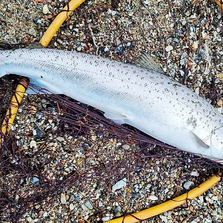 Modern Retreat With - By Traum Nordborg